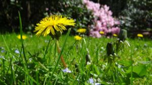 parco, dettaglio fiore di giardino